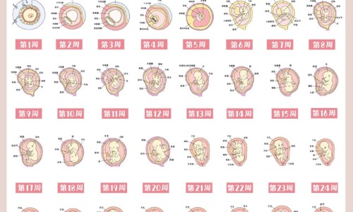 穿破石寄生有什么药用价值网 | 穿破石寄生功效,穿破石寄生有什么药用价值呢