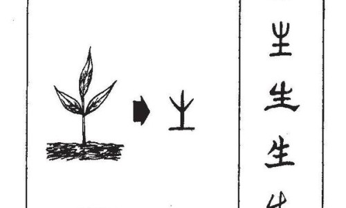 穿破石寄生与穿破石的区别-穿破石寄生有什么药用价值网 | 穿破石寄生功效,穿破石寄生有什么药用价值呢